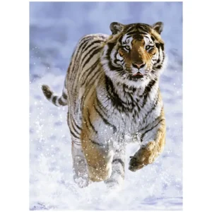 Shop Puzzle 500 Pezzi Tigre Sulla Neve Puzzle 500 Pezzi