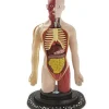 Flash Sale Torso Umano Giochi Scientifici