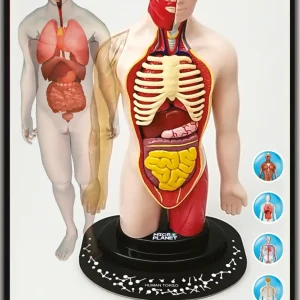 Flash Sale Torso Umano Giochi Scientifici